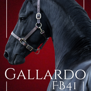 2026 STALLION BREEDING - Gallardo FB41