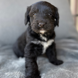 Puppy Application - Stanford